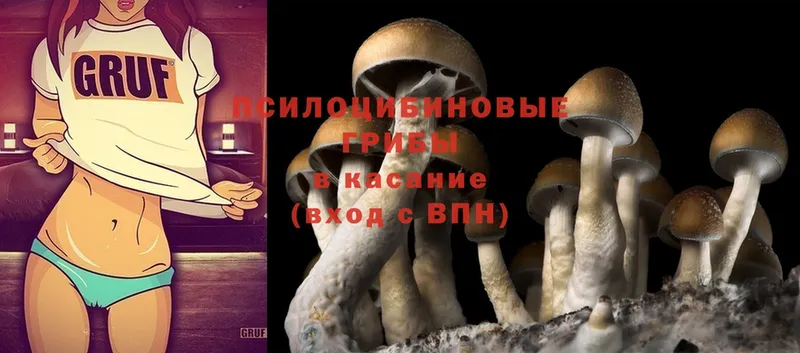 цены   Кола  Галлюциногенные грибы Psilocybine cubensis 